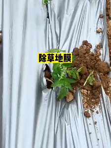 Mulch Film 1.2m X 400m Silver Black Agriculture Muching Film Vegetable Planting Plastic Muching Film