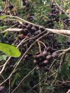 Bibit Jengkol Terpopuler Terviral