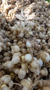 Rimpang Kunir / Kunyit Putih 250gr Segar - Asli Gunung Kidul