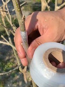 เทปพันกิ่งไม้ เทปพันกิ่งทาบ แลปพลาสติก อุปกรณ์ตอนกิ่ง เทปพันกิ่งเสียบยอด ผ้าเทปพันกิ่ง แข็งแรงและทนทาน 200mx3cm