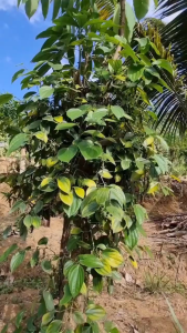 Creeping Pepper (Piper sp.) - - Pokok Lada Menjalar Unik - रेंगता हुआ काली मिर्च पौधा Creeping Pepper – Exotic Climbing Vine Spicy Herbal Aroma Decorative Shiny Leaves Tropical Ground Cover LIVE PLANT