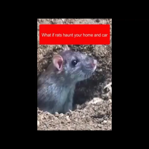 Powerful Non-Toxic Mouse Repeller Rodent Repellent Cream.Smell The Smell And Dare Not ApproachNo ChemicalsRepel Mice Repel Flies Repel Cockroaches Repel Mosquitoes Repel Termites And Repel Snakes Anti Mice Rodenticide Repellent Cream