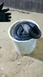 Snake Bite Proof Kevlar Gloves: A Comprehensive Guide