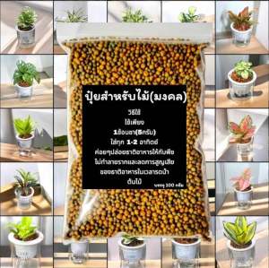 🔥ขายดี🔥รวมต้นไม้มงคล(พร้อมกระถางรดน้ำอัตโนมัติ) แต่งหน้ากระถางทุกต้น แถมฟรี ปุ๋ยสำหรับไม้ประดับ ต้นไม้บอนไซ ไม้ฟอกอากาศ