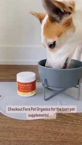 72g Pet Probiotic for Dogs and Cats Supplement Gut Protection Promotes Healthy Digestion Boosts Immunity