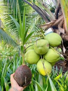 มะพร้าวน้ำหอมต้นเตี้ย 10ต้นแถม1 ส่งฟรี 550บาท