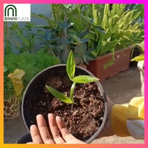 BinhiPLAZA™ - Premium Foxtail Dwarf Palm Tree Seeds for Planting (5 Seed) Organic Plants Bonsai Plant High Germination