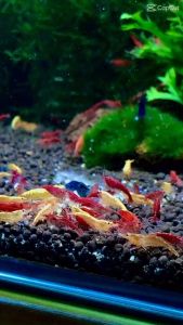 Thức ăn cho cá tép thức ăn dạng chìm tép bu theo bầy bu theo đàn