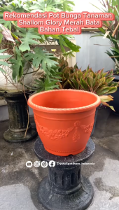 POT BUNGA TANAMAN SHALLOM GLORY BAHAN TEBAL - SHALLOM BULAT GLORY