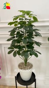 Tanaman Hias Latex Walisongo 18 Tangkai: Keindahan yang Abadi