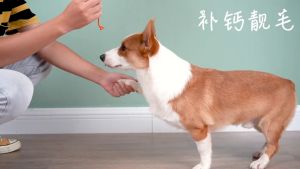 ไส้กรอกแฮมสัตว์เลี้ยง สุนัขเลี้ยง 50 กรัม ไส้กรอกแฮม สุนัข อาหารว่าง แฮมดิบ แมวอ้วนไส้ใหญ่ ไส้กรอกใหญ่ ไส้กรอกแฮมเกรด น้ำหนัก