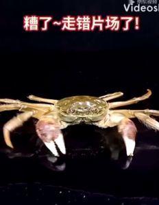 กรรไกรตัดบีบก้ามปูสแตนเลส อุปกรณ์ช่วยแกะปู บีบก้ามปู ตัดขาปู ด้วยวัสดุสแตนเลส