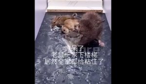 ( 🔥1.2M big size🔥 ) Anymore Mouse & Rat Trap Glue Board Sticky mouse board mouse glue trap Mouse Sticky Board Bait Traps COD