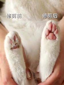 Dog Cat Foot Hair Trimmer Pet Paw Nail Grooming Clipper Electrical Cat Cutter Machine Rechargeable Shaver