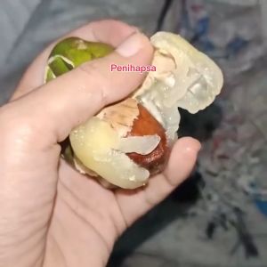 Bibit Matoa Jumbo Super Unggul Cepat Berbuah