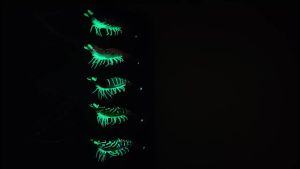 Ackibbik 1pc 8cm Glow Real Shrimp Prawn Lure Saltwater Shrimp Cuttlefish Fishing Accesseories Octopus Shrimp Squid Jig Hooks