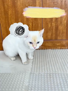 P73 Pet Cat anti-cat spikes mat to prevent cat to restriction area isolation cat repellent