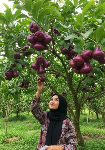 Bibit Jambu Air Citra Ungu Super Jumbo🌱Sudah Siap Ditanam Bibit Subur Besar Rimbun Siap Ditanam Di Lahan Maupun Di Planterbag Hasil Cangkok Yuk Dicekout Pemesanan Bisa COD Bayar Ditempat