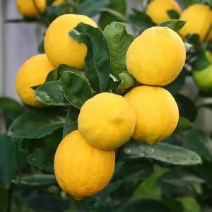 5 BUTIR BIJI BENIH TANAMAN JERUK LEMON CALIFORNIA