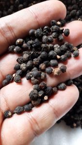 Buah Angkung Kering Obat Stroke 100 Biji