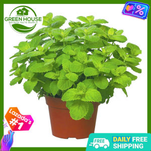 Green House® - Spearmint Seeds for Planting Herbal Plants (15 Seed) incl. Planting Instructions for menta espinosa Herbs