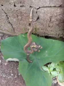 Kris nogo liong kwibaan dll warisan lelulur cuma koleksi