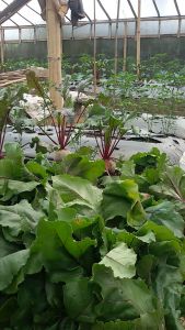 Buah Bit Serbuk Bubuk Berikut Powder Murni Tanpa Campuran