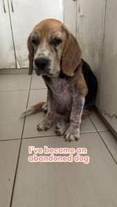 Oommi Probiotics Hypoallergenic Pet Shampoo | For Sensitive & Itchy Skin | Deodorizing | Dogs & Cats Shampoo 500ml