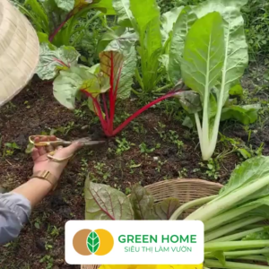 Hạt Giống Rau Cải Cầu Vồng Greenhome Gói 5g~200 hạt Dễ Trồng Quanh Năm Nảy Mầm Cao Thu Hoạch Nhanh Năng Suất Cao R06