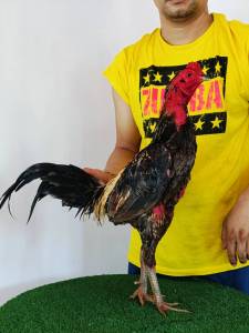 เจ้าตอหม้อ พม่าแข้งคม ชนะ1อ้น1นาที มีคลิปให้ชม นำมาผสมกับแม่พันธุ์ ป.วุฒิ100