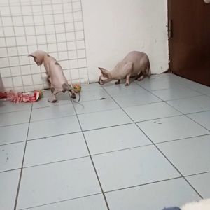 Mainan Kucing Interaktif: Bola Kerangkeng Isi Tikus