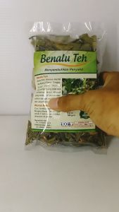 Jamu Herbal Tanaman Obat Benalu Teh Obat Penyakit Kanker