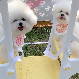 Doge&Orange ผ้ากันเปื้อนสัตว์เลี้ยง ผ้ากันเปื้อนน้ำลายแมว ปลอกคอสุนัข แมว ลายดอกไม้ ปรับขนาได้ วัสดุผ้าฝ้าย PU190