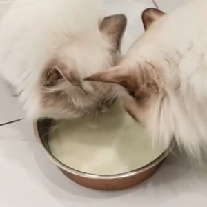 (VARIATION) Bioline Goats Milk Powder for Dogs & Cats 200g / Bioline Pet Milk Lactose Free 220ml Cow Milk Replacer for Dog & Cat /  Bioline Goat Milk Calcium TABLET for Cats & Dogs 0.7g/pc x 160pcs