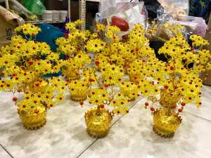 Cây phát tài cao 35cm