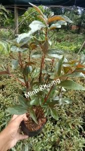 [Cây dược liệu] 10 chậu 100 cây giống dòi thân tím rễ chùm hỗ trợ phổiho...-Vườn Minh Khương