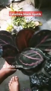 Calathea Black Lipstick Tanaman Hias Daun Warna-Warni Tahan Lama