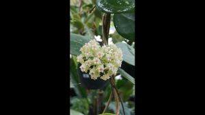 โฮย่า ต้นไม้เลี้ยงง่าย Hoya B.P.01