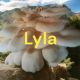 Lylaa@Room