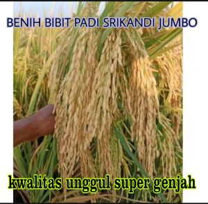 BENIH PADI UNGGUL  SRIKANDI JUMBO KEMASAN 1Kg