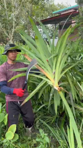 Sharp SK5 Manganese Steel Sickle 55cm Non-Slip Handle for Farming & Sugarcane Corn Harvesting