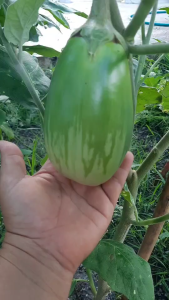 เมล็ดพันธุ์มะเขือยักษ์ 50 เมล็ด มะเขือยักษ์ภูพาน ปลูกต่อได้