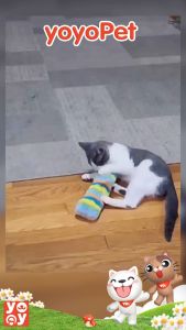 yoyopet : หมอนตุ๊กตา ของเล่นแมว บอลไหมพรม ของเล่น ปอมๆสายรุ้ง มีแคทนิป   ของเล่นสัตว์เลี้ยง คละสี