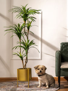 Artificial Colorful Ponytail Iron Dracaena Marginata Fake Trees Green Plant Bonsai Indoor Living Room Flower Floor-Standing Decorations Ornaments