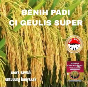 BENIH PADI CI GEULIS SUPER UNGGUL BERKUALITAS 1KG