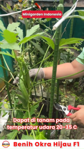 BENIH OKRA HIJAU bibit tanaman okra greennie splendor biji sayur okra herbal