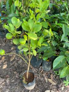 ต้นมะนาวแป้นพิจิตร2