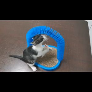 Cat tickler arched hair rub pet toy cat scratching post mouse doll cat toy kucing mainan bergerak cat scratch toy