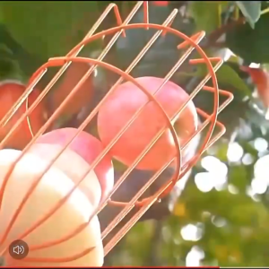 (( Fruit Picker Head )) ~~~~ Basket Portable Fruits Catcher For Harvest Picking Citrus Pear Collector Catcher