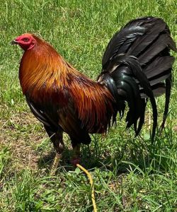 TRẠI GÀ THÀNH ĐÔNG LONG AN . TRỨNG GÀ GIỐNG LỚN KÝ  .10 TRỨNG GÀ NÒI ẤP NỞ CON GIỐNG . TẶNG THÊM 02 TRỨNG .